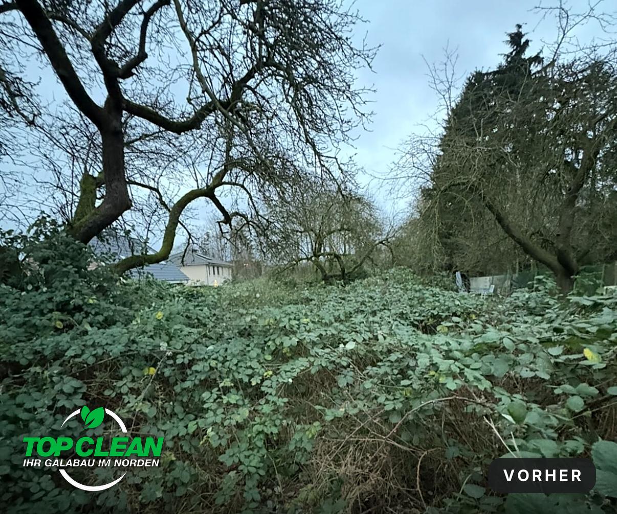 Vorher: dichter Brombeerbewuchs und Gehölze auf einem verwilderten Grundstück