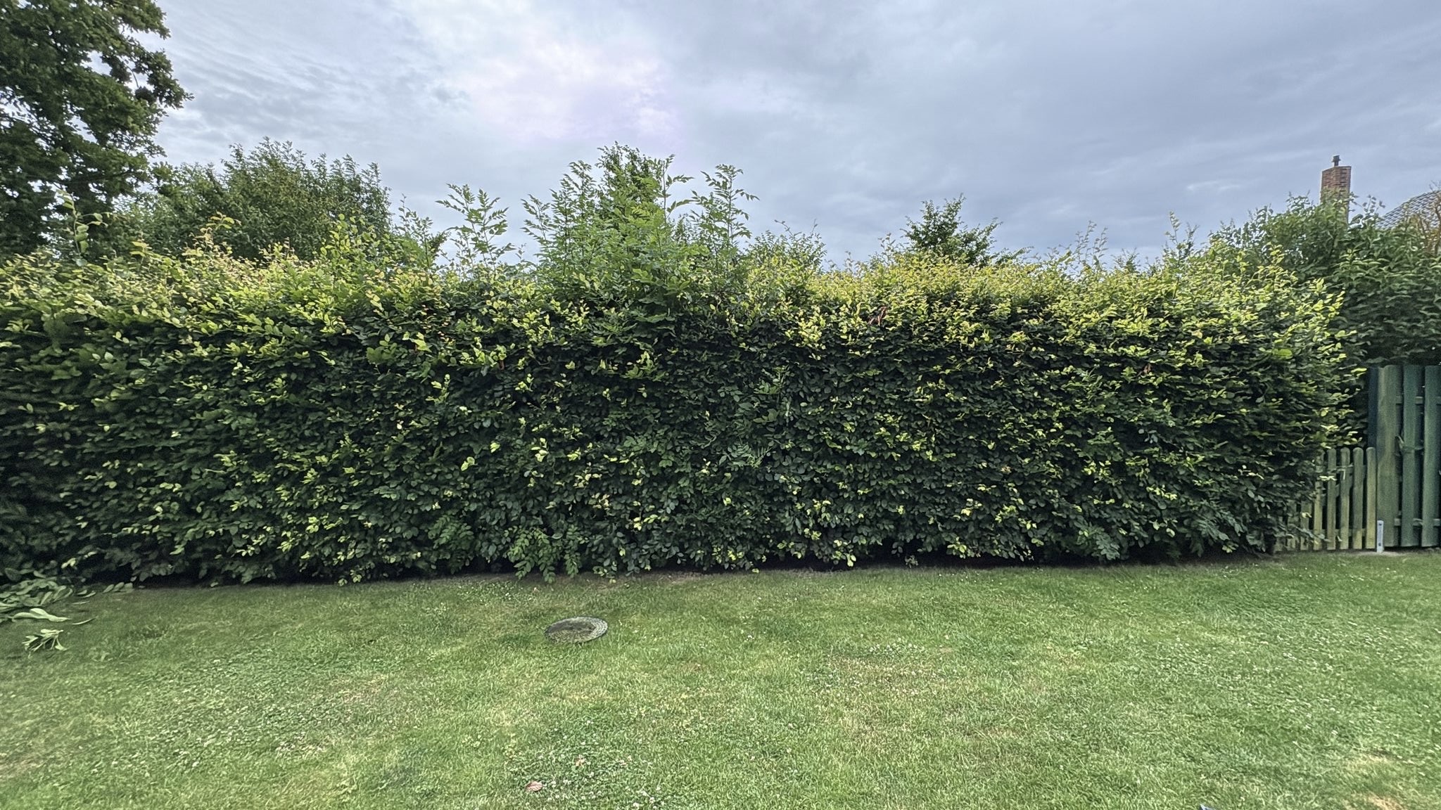 Heckenschnitt & Form Vorher - Topclean Gartenbau Lübeck