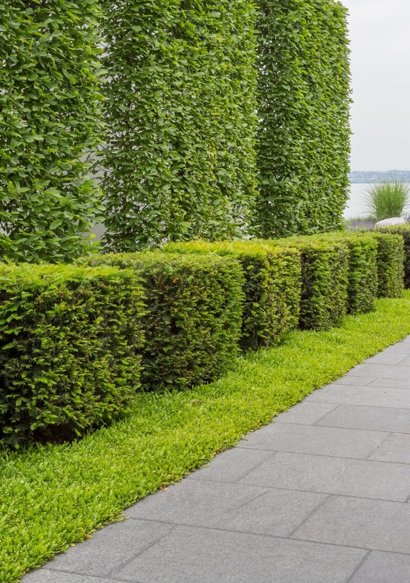 Heckenschnitt & Form - Topclean Gartenbau Lübeck